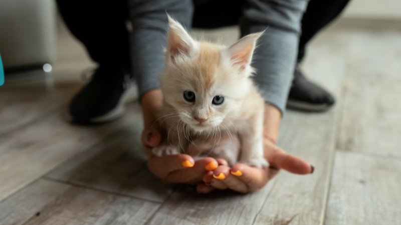 Top Infoguide for Kittens llblogpet: Tips for Happy, Healthy Kittens